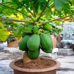 Papaya Tree 13 Papaya Tree -Green Plant Store Papaya 7