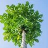 Papaya Tree 1 Papaya Tree -Green Plant Store Papaya FGT 600x600 dd68a3d3 99f9 41ac 8d38 d3d53170b545