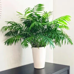 Air-Purifying House Plant Kit -Green Plant Store Parlor Palm 1 FGT 9892e9fa 6353 4f8b 9408 ebc964ef0bf6