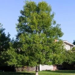 Patmore Green Ash Tree 9 Patmore Green Ash Tree -Green Plant Store Patmore Green Ash 4
