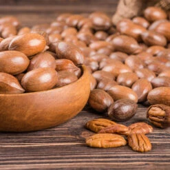 Pawnee Pecan Tree -Green Plant Store Pawnee Pecan 4 FGT