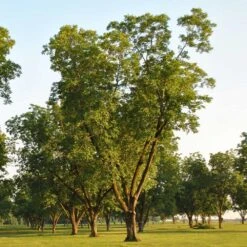 Pawnee Pecan Tree -Green Plant Store Pawnee Pecan 5 FGT