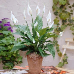 New Apartment House Plant Kit -Green Plant Store Peace Lily 3 98e084f7 4479 41ec 9230 4271b765469e