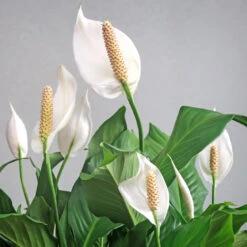 Peace Lily Plant -Green Plant Store Peace Lily 6