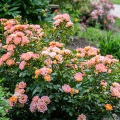 Peach Drift® Rose -Green Plant Store Peach Drift Rose 2 FGT