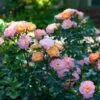 Peach Drift® Rose 2 Peach Drift® Rose -Green Plant Store Peach Drift Rose FGT 600x600 f8ca7bd1 fa31 4812 a01e d374c6e508cc
