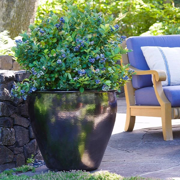 Bushel And Berry® Peach Sorbet™ Blueberry Bush 3 Bushel And Berry® Peach Sorbet™ Blueberry Bush