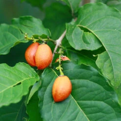 Peanut Butter Fruit Tree -Green Plant Store Peanut Butter Tree 1 FGT