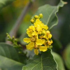 Peanut Butter Fruit Tree -Green Plant Store Peanut Butter Tree 7