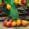 Peanut Butter Fruit Tree 2 Peanut Butter Fruit Tree -Green Plant Store Peanut Butter Tree FGT 600x600 b0d8cd74 ceb9 4218 9cb0 759ebb958475