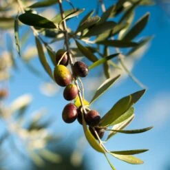 Pendolino Olive Tree -Green Plant Store Pendolino Olive