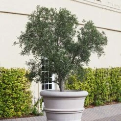 Pendolino Olive Tree -Green Plant Store Pendolino Olive FGT 2