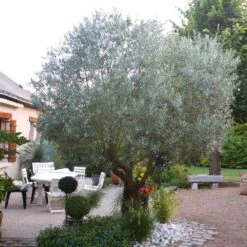 Pendolino Olive Tree -Green Plant Store Pendolino Olive FGT 3