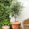 Pendolino Olive Tree -Green Plant Store Pendolino Olive FGT 600x600 231f38ca 5d36 47ad 97c6 31ac8f015baf