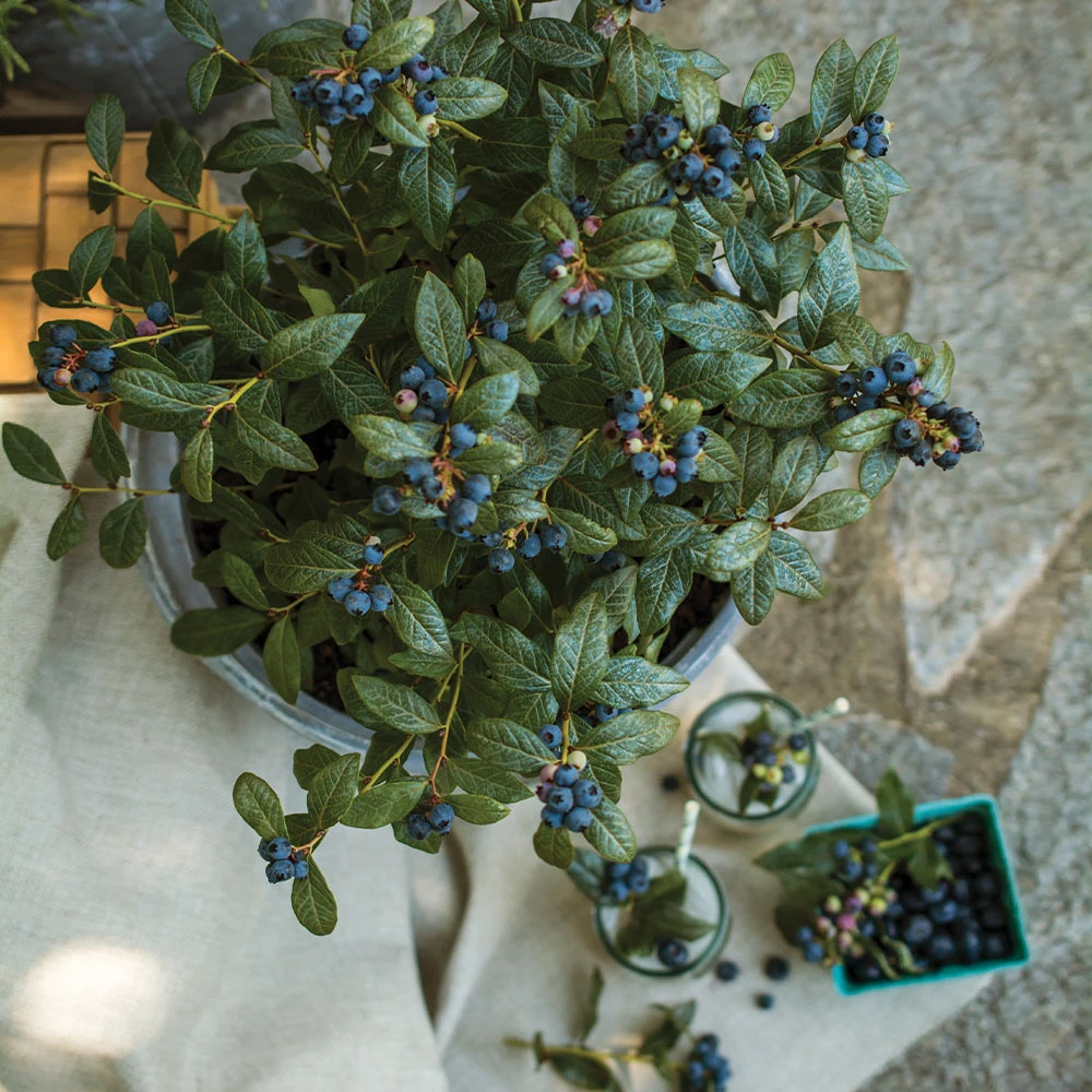 Bushel And Berry® Perpetua Blueberry 6 Bushel And Berry® Perpetua Blueberry - Image 4