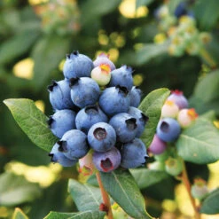 Bushel And Berry® Perpetua Blueberry 10 Bushel And Berry® Perpetua Blueberry -Green Plant Store Perpetua Blueberry 6 FGT