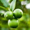 Persian 'Bearss' Lime Bush -Green Plant Store Persian Lime Bush FGT 600x600 0cd07f7a a04f 4e42 98f2 c02838737259