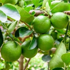 Persian 'Bearss' Lime Tree -Green Plant Store Persian Lime Tree 5 FGT