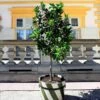 Persian 'Bearss' Lime Tree -Green Plant Store Persian Lime Tree FGT 600X600 5d0fa168 5ad8 45d9 a4b3 f984ad624629