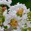 Petite Snow™ Crape Myrtle Tree 1 Petite Snow™ Crape Myrtle Tree -Green Plant Store Petite Snow Crape Myrtle 600x600 439479aa ee2a 4480 a47a 1c705887b9c5