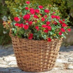 Petite Knock Out® Rose 13 Petite Knock Out® Rose -Green Plant Store Petite Red Knockout Rose2 FGT