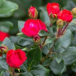 Petite Knock Out® Rose 10 Petite Knock Out® Rose -Green Plant Store Petite Red Knockout Rose3