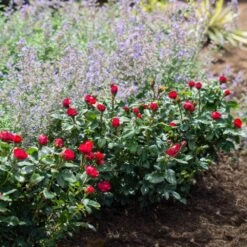 Petite Knock Out® Rose 11 Petite Knock Out® Rose -Green Plant Store Petite Red Knockout Rose4