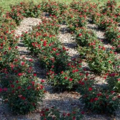 Petite Knock Out® Rose 12 Petite Knock Out® Rose -Green Plant Store Petite Red Knockout Rose6