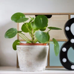 Pilea Peperomioides (Pancake Plant) -Green Plant Store Pilea Pancake Plant 3 FGT