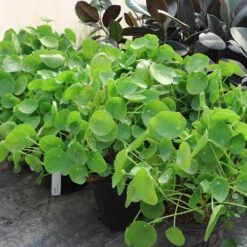Pilea Peperomioides (Pancake Plant) -Green Plant Store Pilea Pancake Plant 6