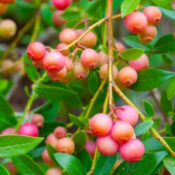 Pink Lemonade Blueberry Bush -Green Plant Store Pin Lemonade Blueberry 1 26802e0d 4603 49c8 8784 fb7544bea792