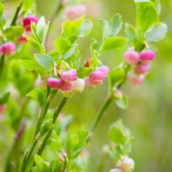 Pink Lemonade Blueberry Bush -Green Plant Store Pin Lemonade Blueberry 3 0b37e5e5 52d6 4674 9170 7c0dc48e16de