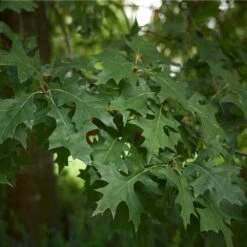 Pin Oak Tree -Green Plant Store Pin Oak 3 FGT