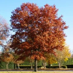 Pin Oak Tree -Green Plant Store Pin Oak 5 FGT