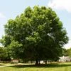Pin Oak Tree 1 Pin Oak Tree -Green Plant Store Pin Oak FGT 600x600 c4defe34 4bd0 4d62 8fe8 b2d365e03b60