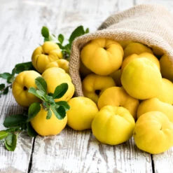 Pineapple Quince Tree -Green Plant Store Pineapple Quince 4 FGT