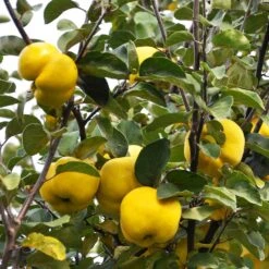 Pineapple Quince Tree -Green Plant Store Pineapple Quince 7