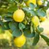 Pineapple Quince Tree 1 Pineapple Quince Tree -Green Plant Store Pineapple Quince FGT 600x600 c9f82864 a730 4f25 b785 970b4c0a07c4