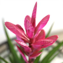5-Inch Bromeliad In Decorative Pot -Green Plant Store Pink Bromiliad 2 e1dd7faf b9f8 429e 84d5 7ce3076db5e3