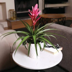 5-Inch Bromeliad In Decorative Pot -Green Plant Store Pink Bromiliad 4