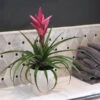 5-Inch Bromeliad In Decorative Pot -Green Plant Store Pink Bromiliad 600x600 1