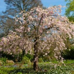 Pink Weeping Cherry Tree 10 Pink Weeping Cherry Tree -Green Plant Store Pink Double Weeping Cherry 6 FGT