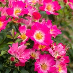 Pink Drift® Rose -Green Plant Store Pink Drift Rose 1 FGT