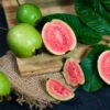 Tropical Pink Guava Tree -Green Plant Store Pink Guava FGT 600x600 241d4b5b 612f 43eb 9e6d a98136a2444d