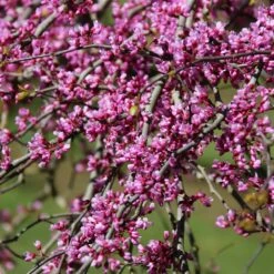 Pink Heartbreaker Redbud Tree 9 Pink Heartbreaker Redbud Tree -Green Plant Store Pink Heartbreaker Redbud 1
