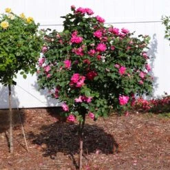 Pink Knock Out® Rose Tree -Green Plant Store Pink Knockout Rose Tree 2