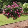 Pink Knock Out® Rose Tree -Green Plant Store Pink Knockout Rose Tree FGT 600x600 04388905 db60 4ebf 8baa 6e25185dab4b