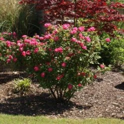 Double Pink Knock Out® Rose -Green Plant Store Pink Knockout Shrub 3