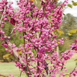 'Pink Pom Poms' Redbud Tree -Green Plant Store Pink Pom Pom Redbud 2