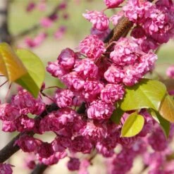 'Pink Pom Poms' Redbud Tree